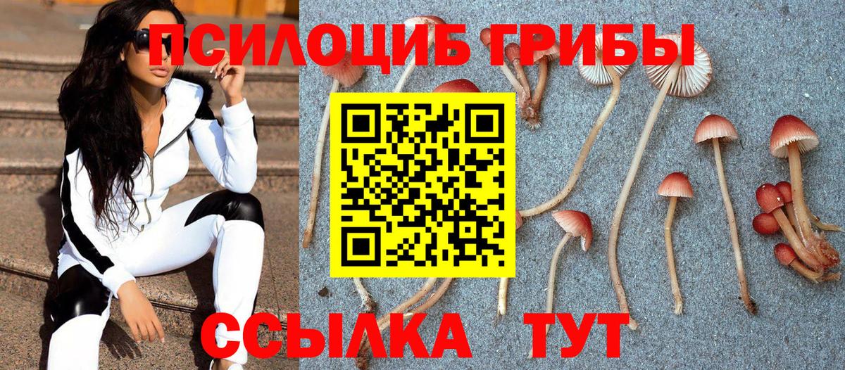 купить закладку  Вход с VPN  Крымск  Псилоцибиновые грибы мицелий 